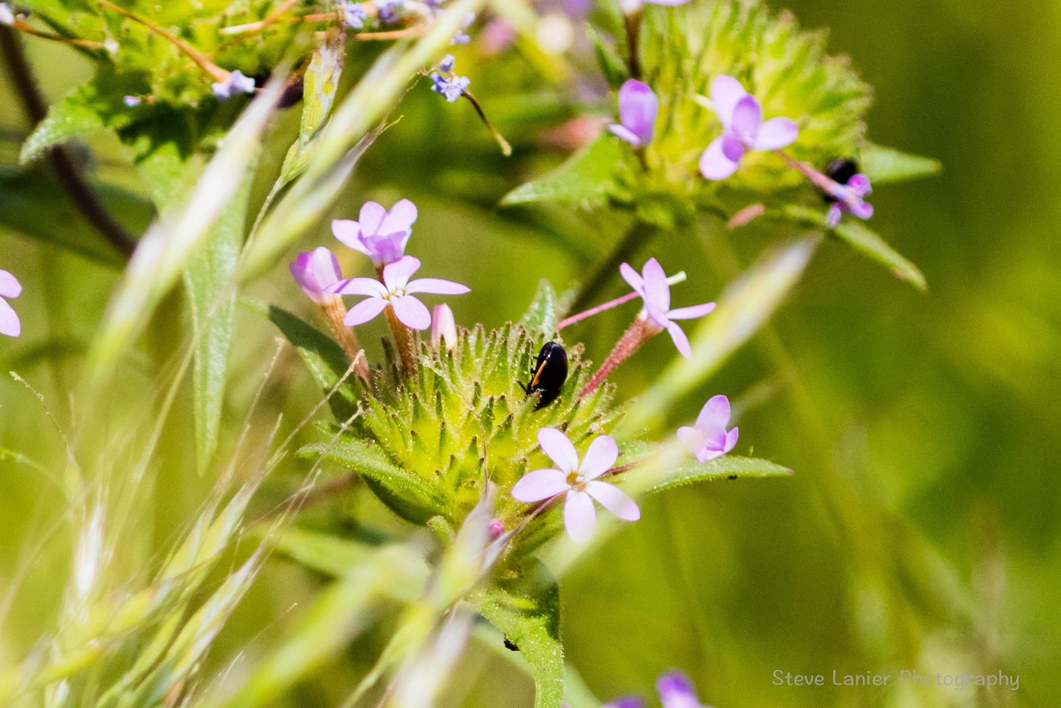 Wildflowers with Beetle.   Hood River, OR.