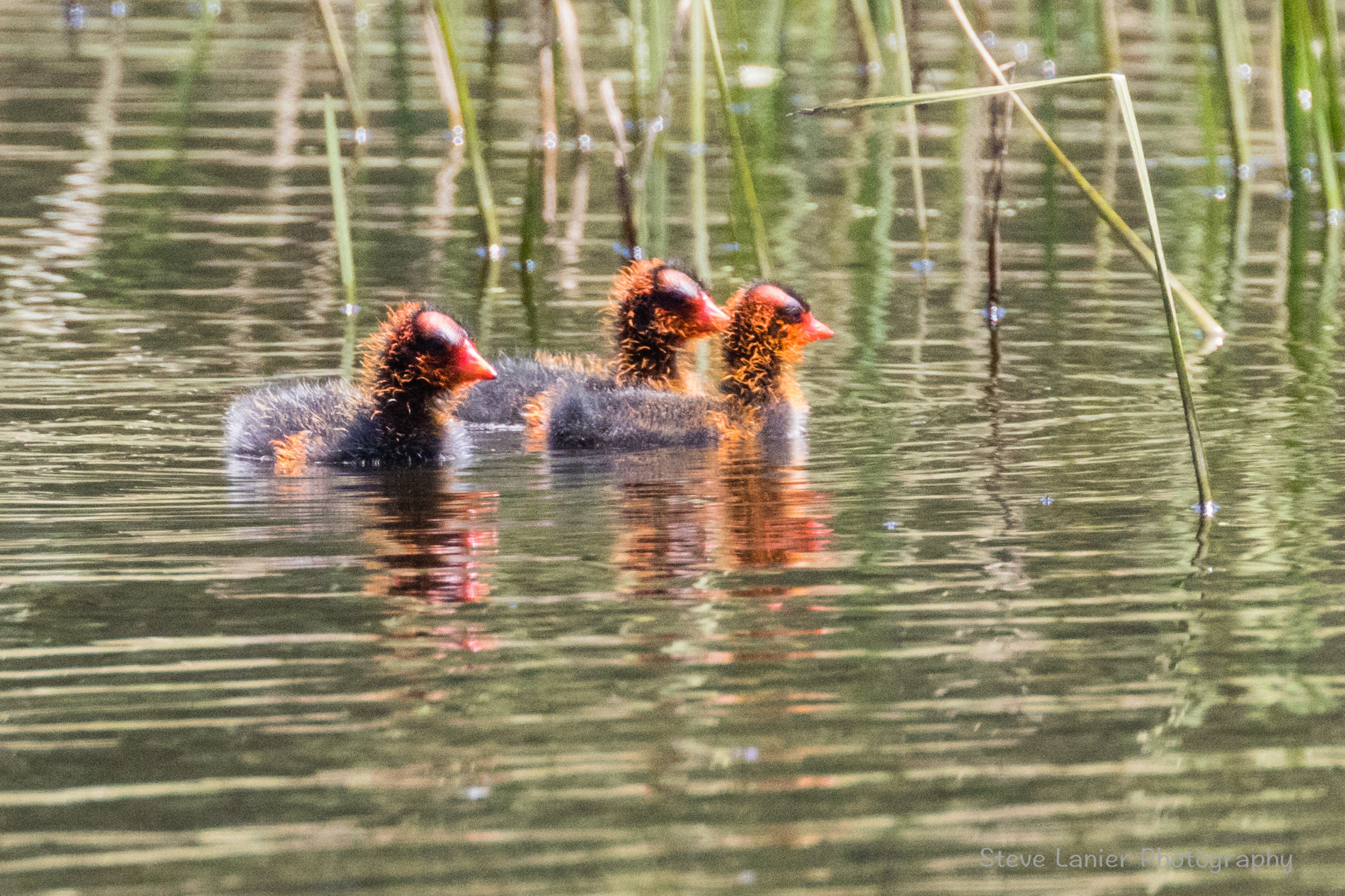 Infant Ruddy Ducks.  Slavin Conservation Area, Spokane, WA