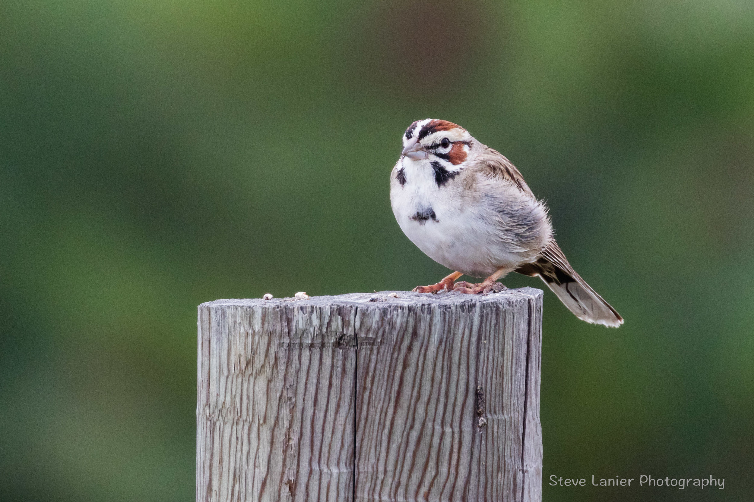White Crowned Sparrow.   Spokane, WA.
