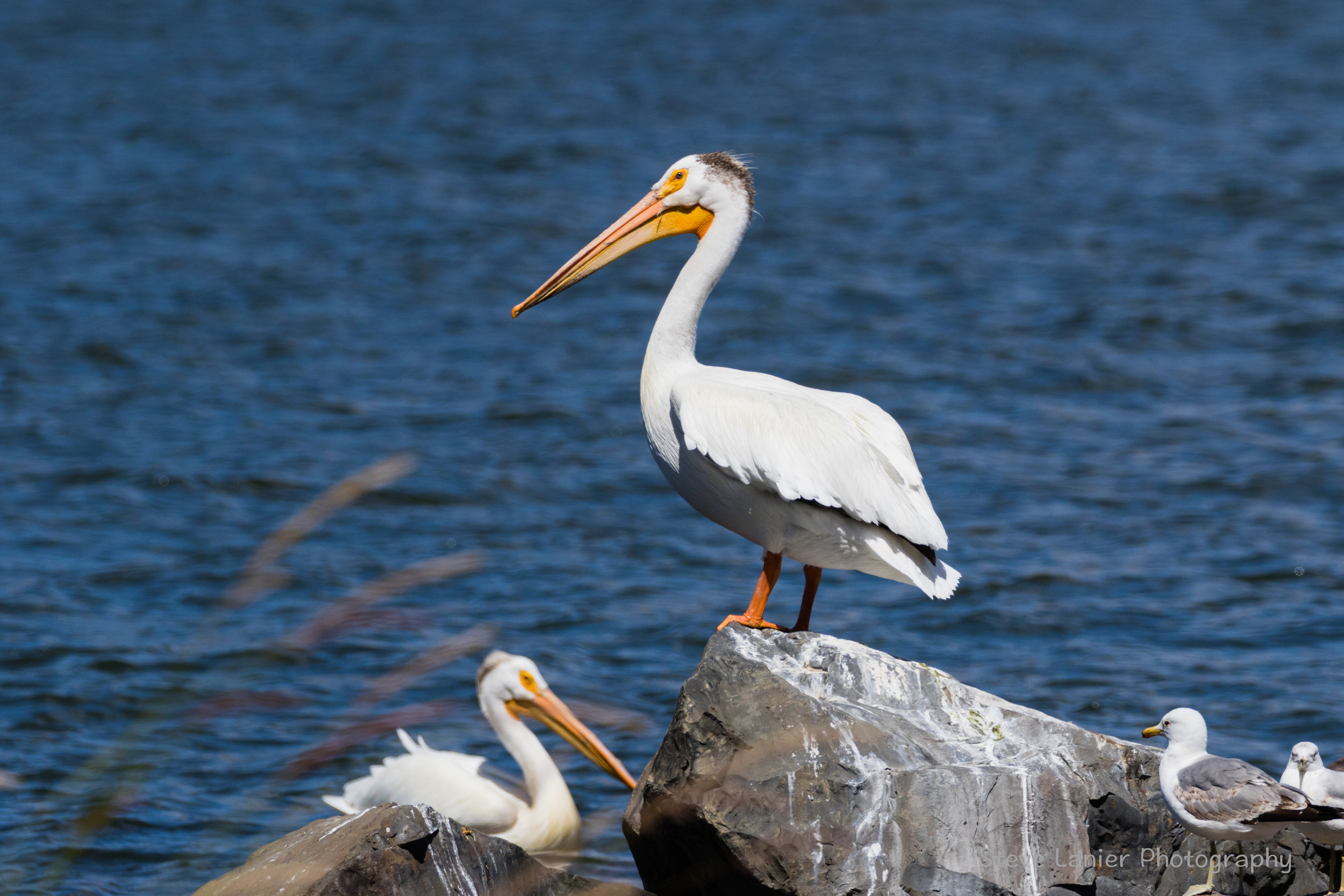 White Pelican.  Columbia River, SE Oregon.