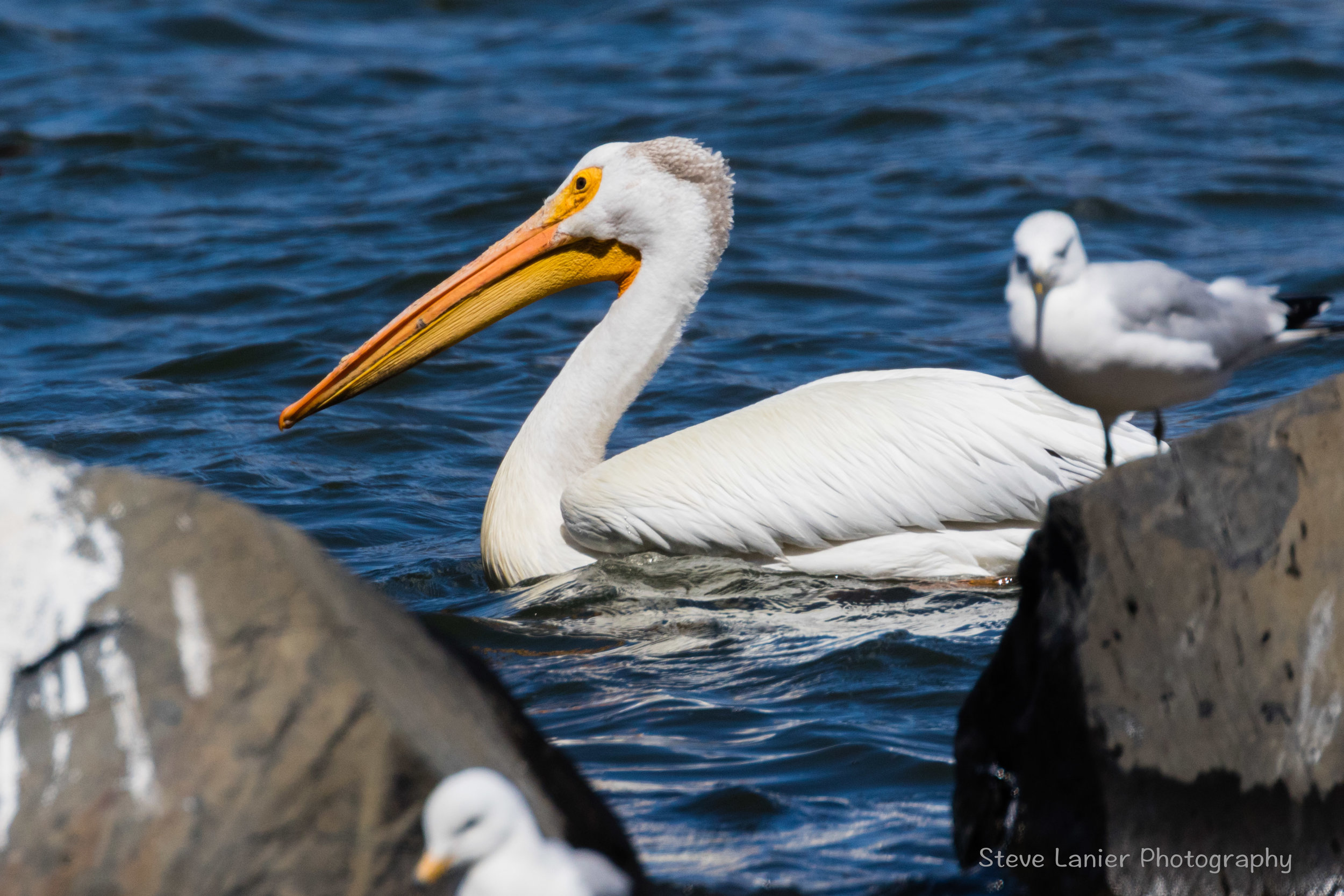White Pelican.  Columbia River, Oregon.