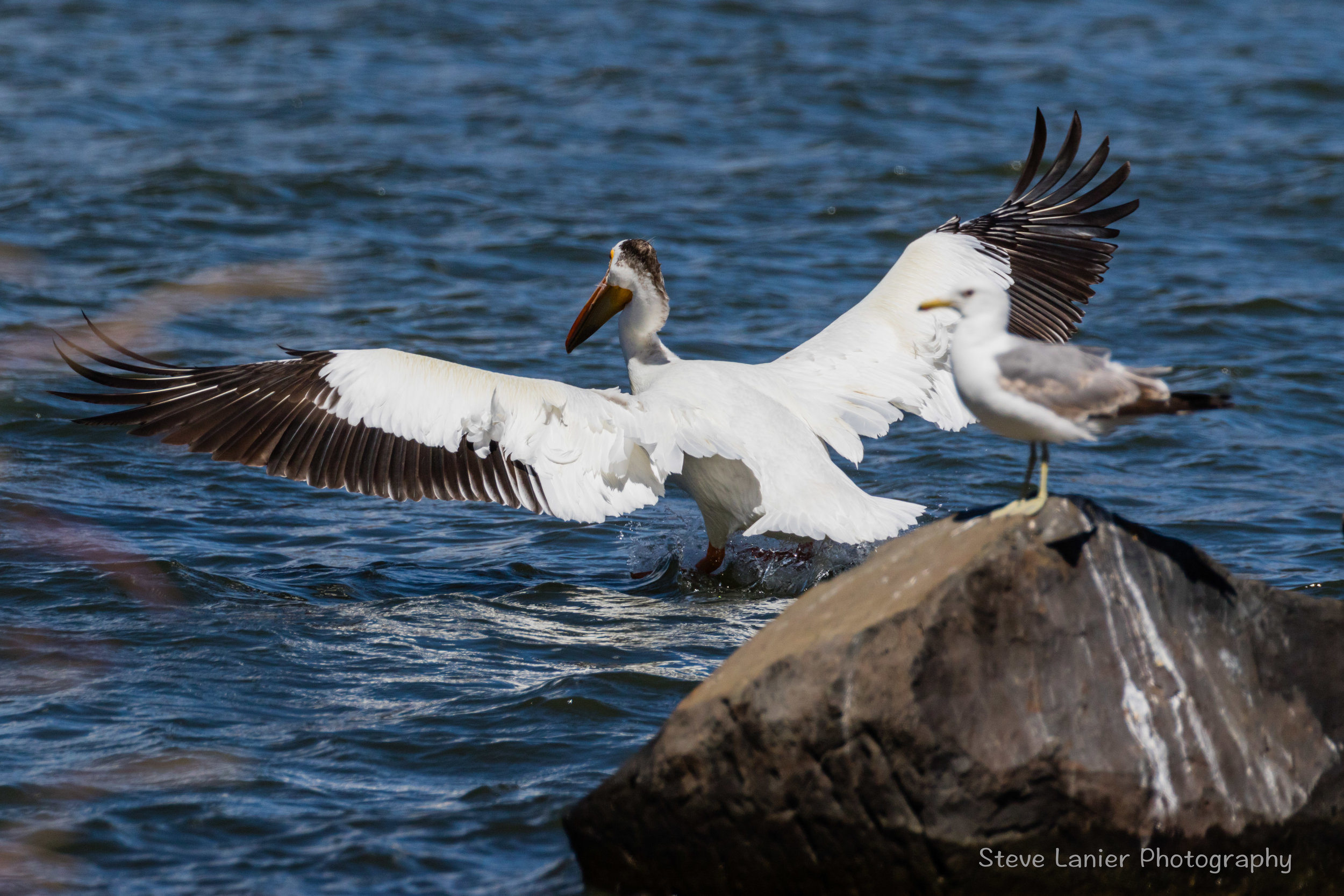 White Pelican.  Columbia River, Oregon.