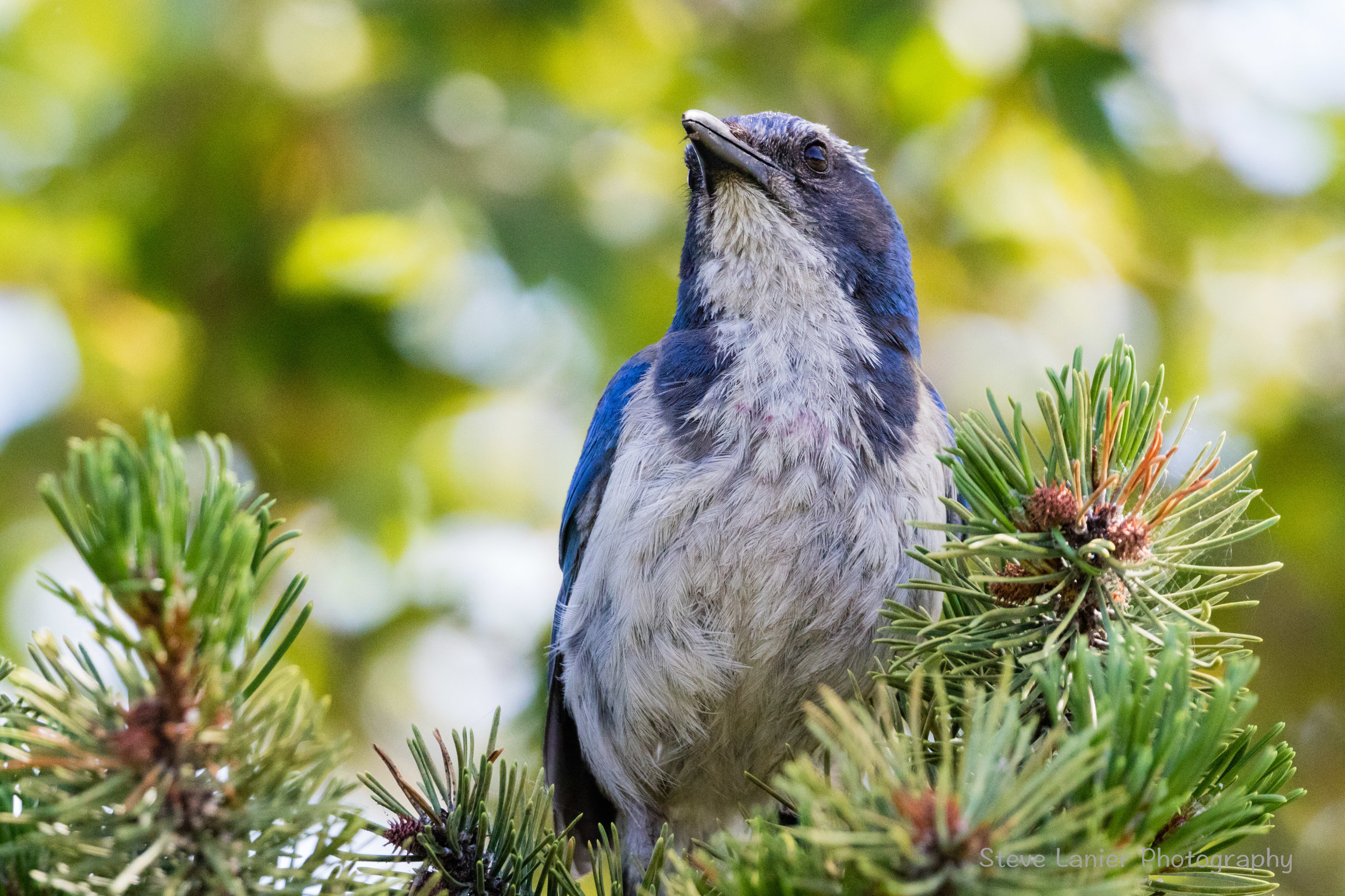 Scrub Jay.  Hood River, OR.