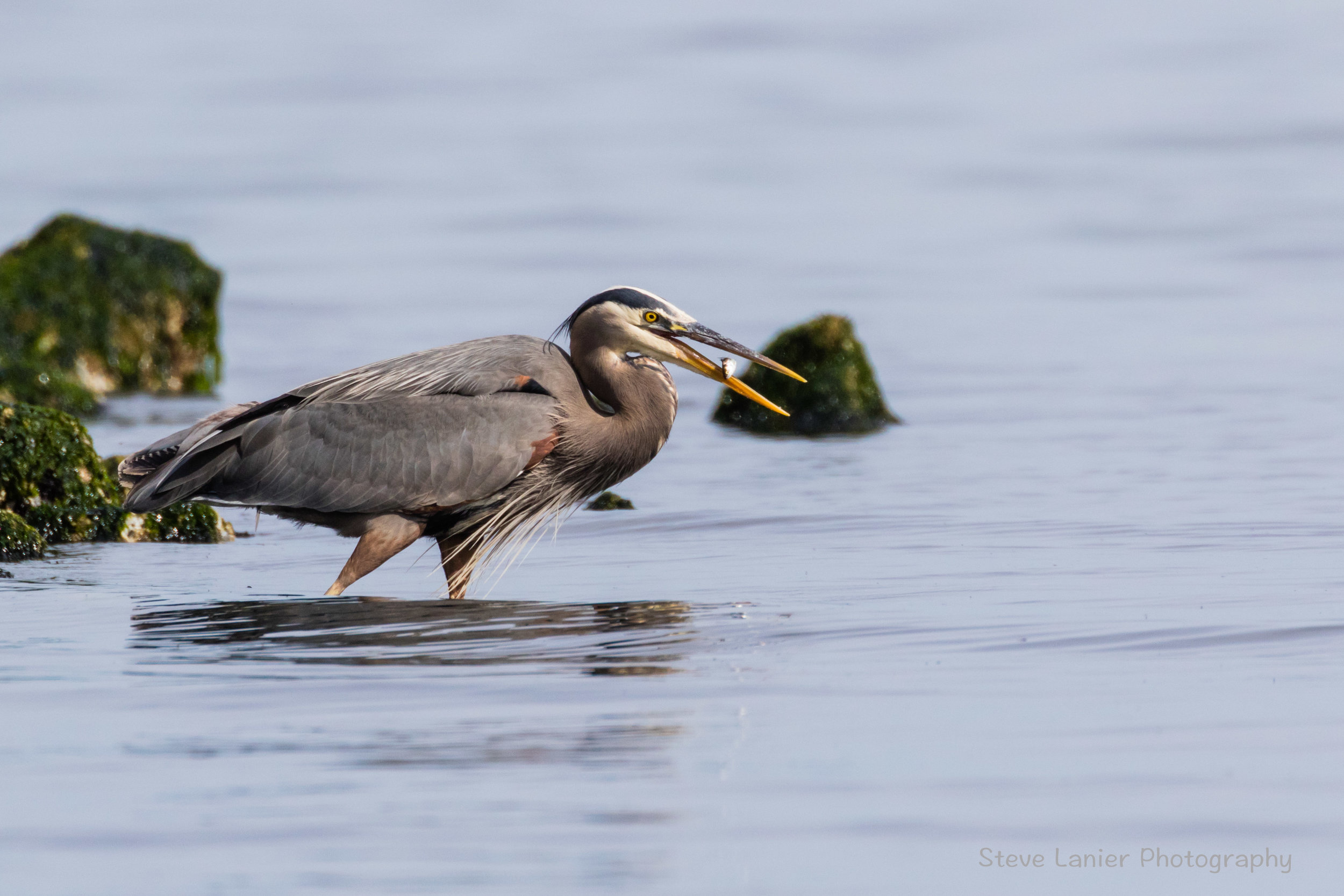 Heron - With Catch