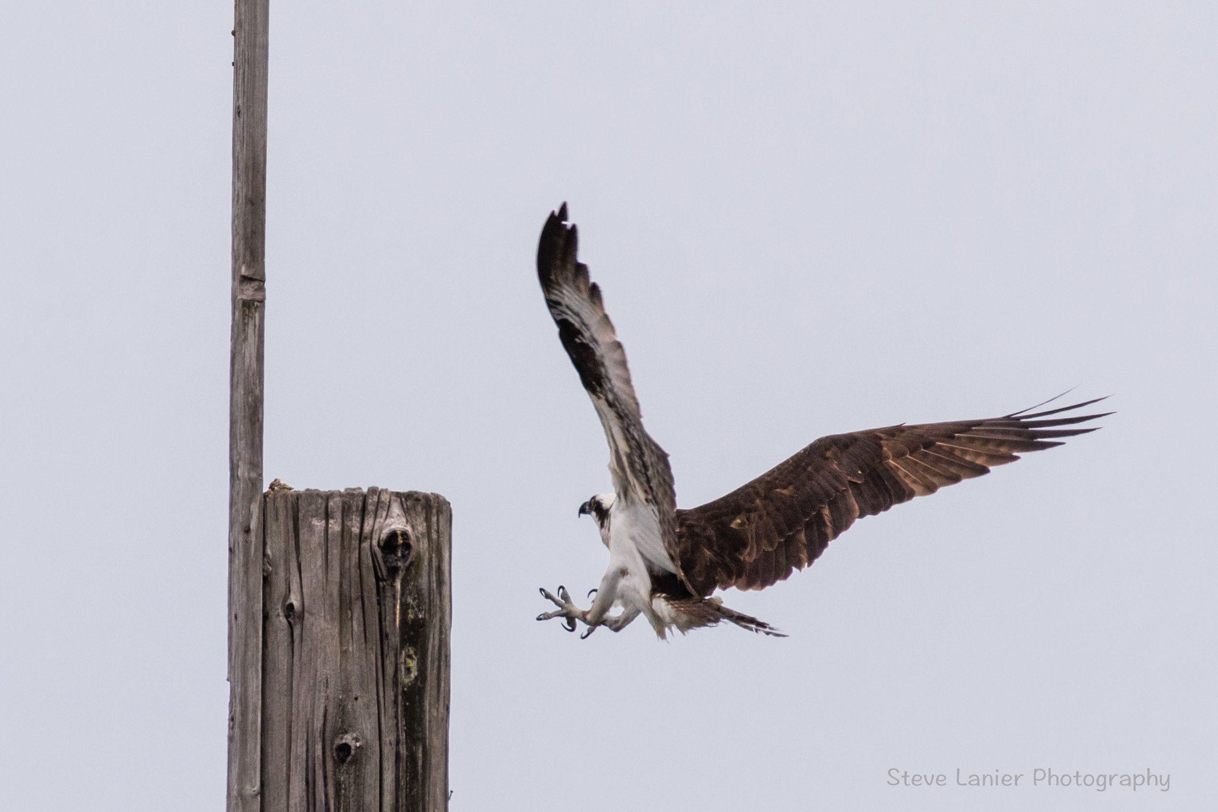 Osprey Landing.  Edmonds Beach