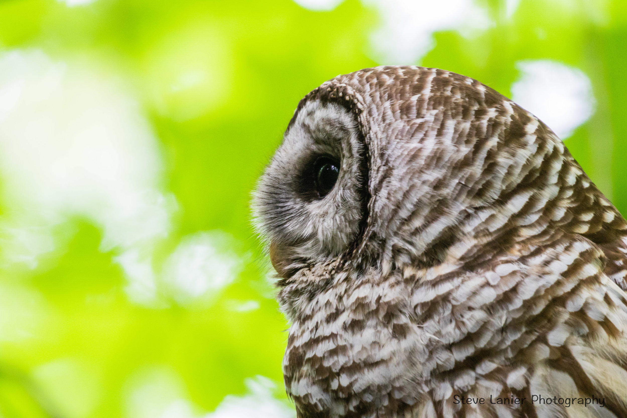 Barred Owl.  Yost Park, Edmonds.