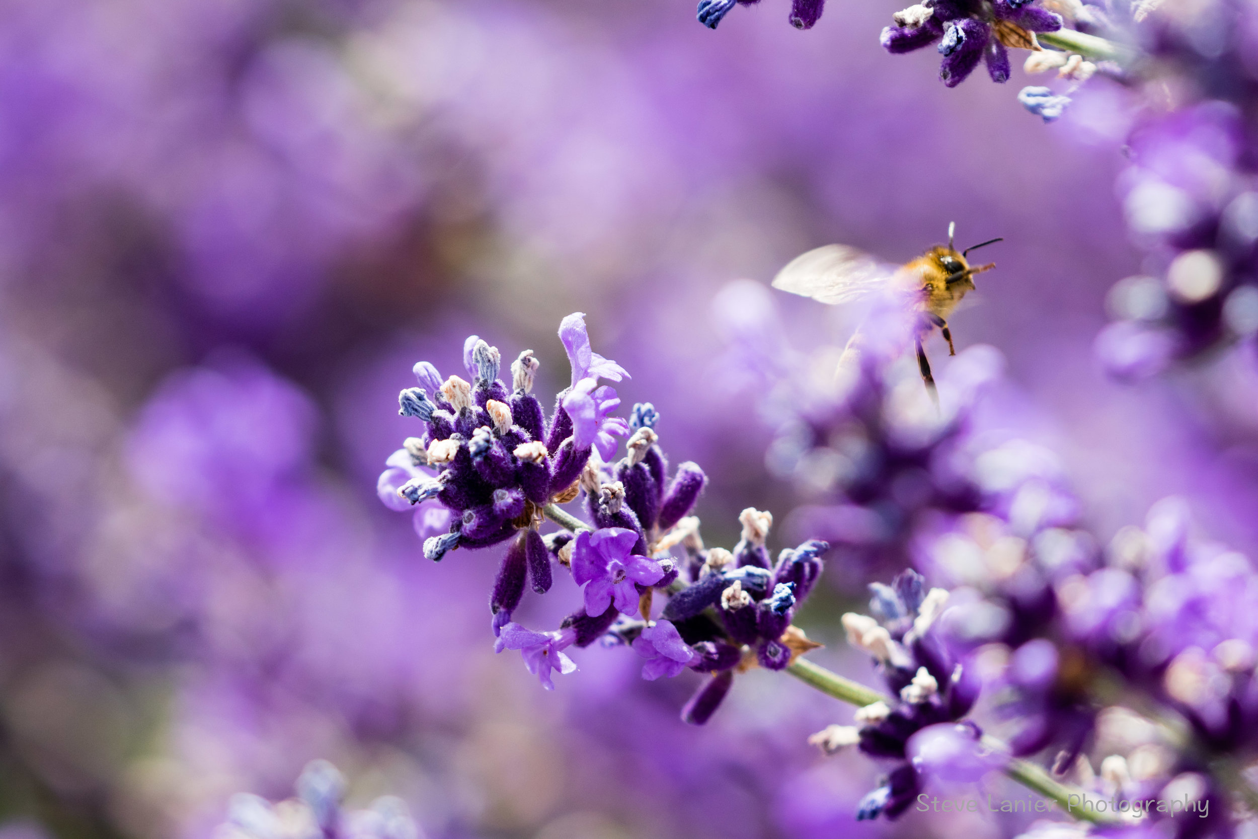Lavender with Honey Bee