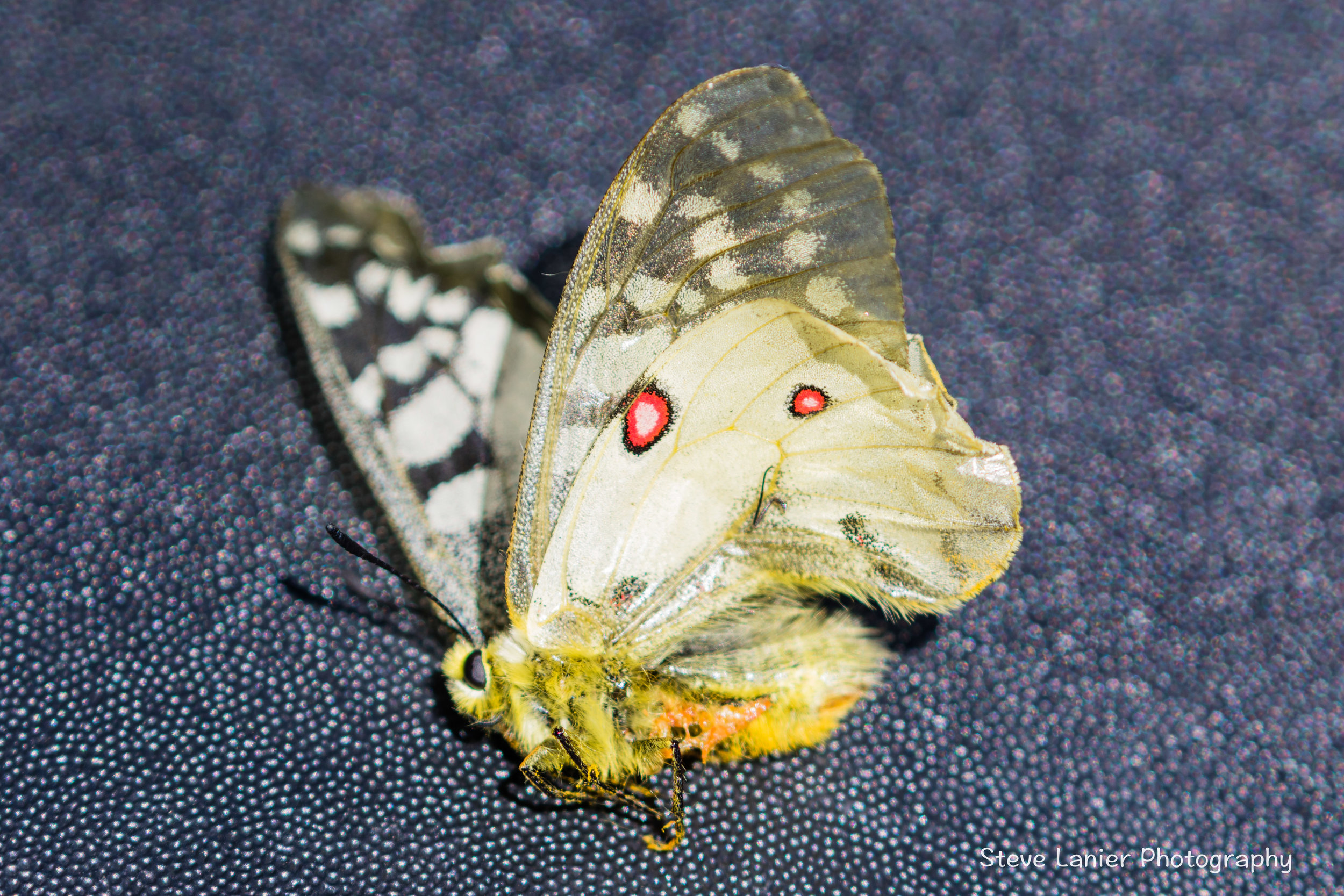 Butterfly (species??). Hurricane Ridge, WA