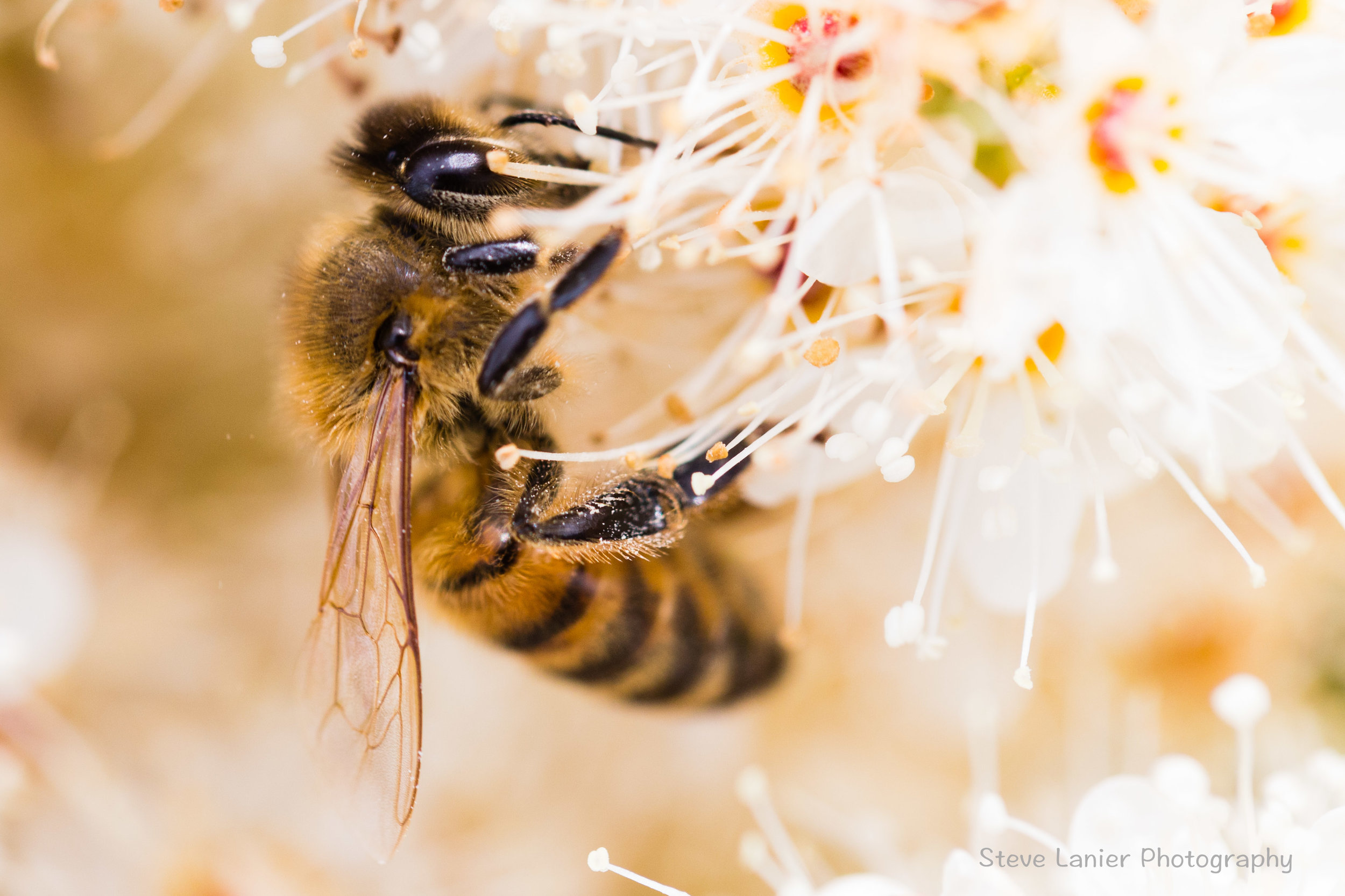 Honeybee Closeup