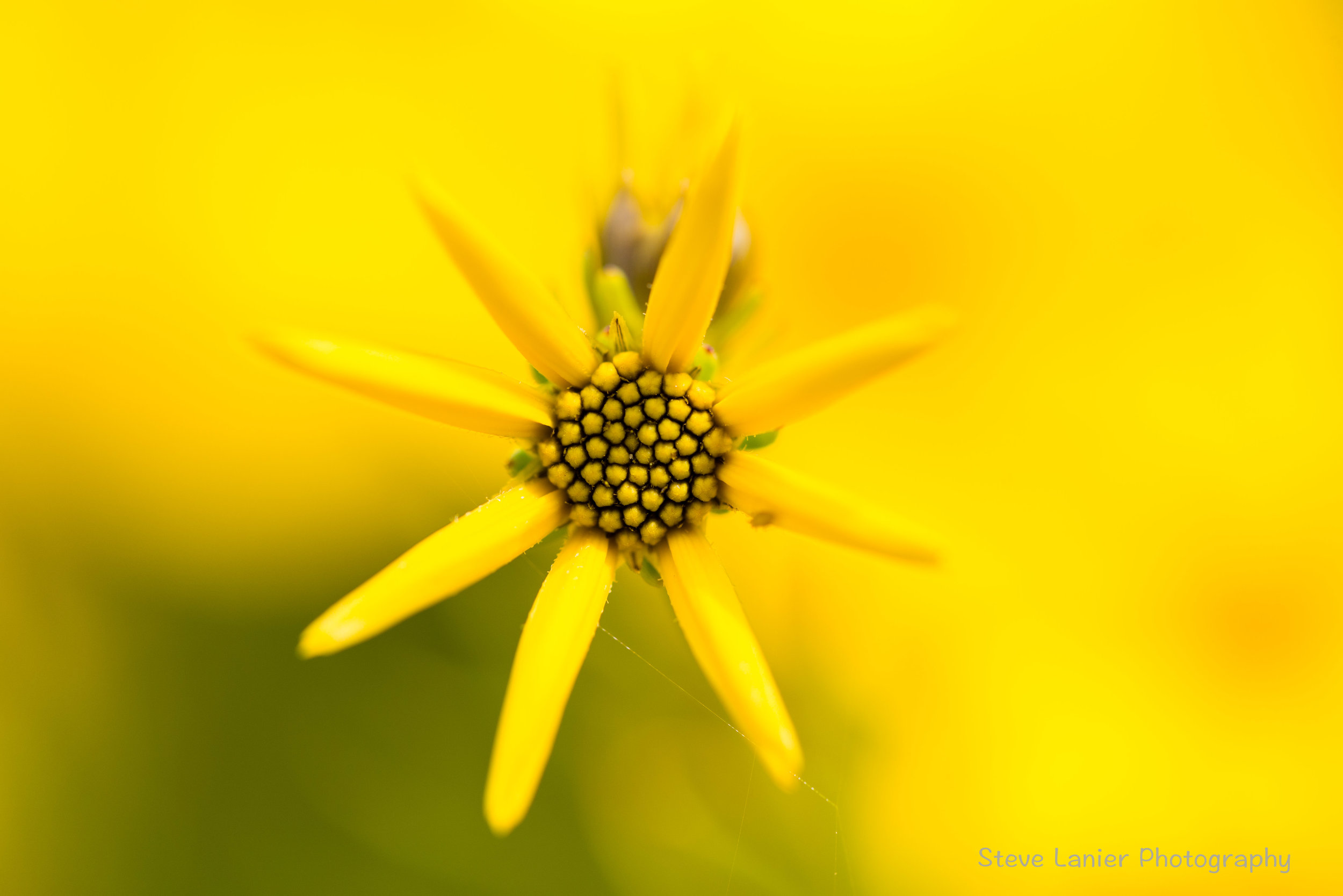 Flower (species??).  Edmonds, WA