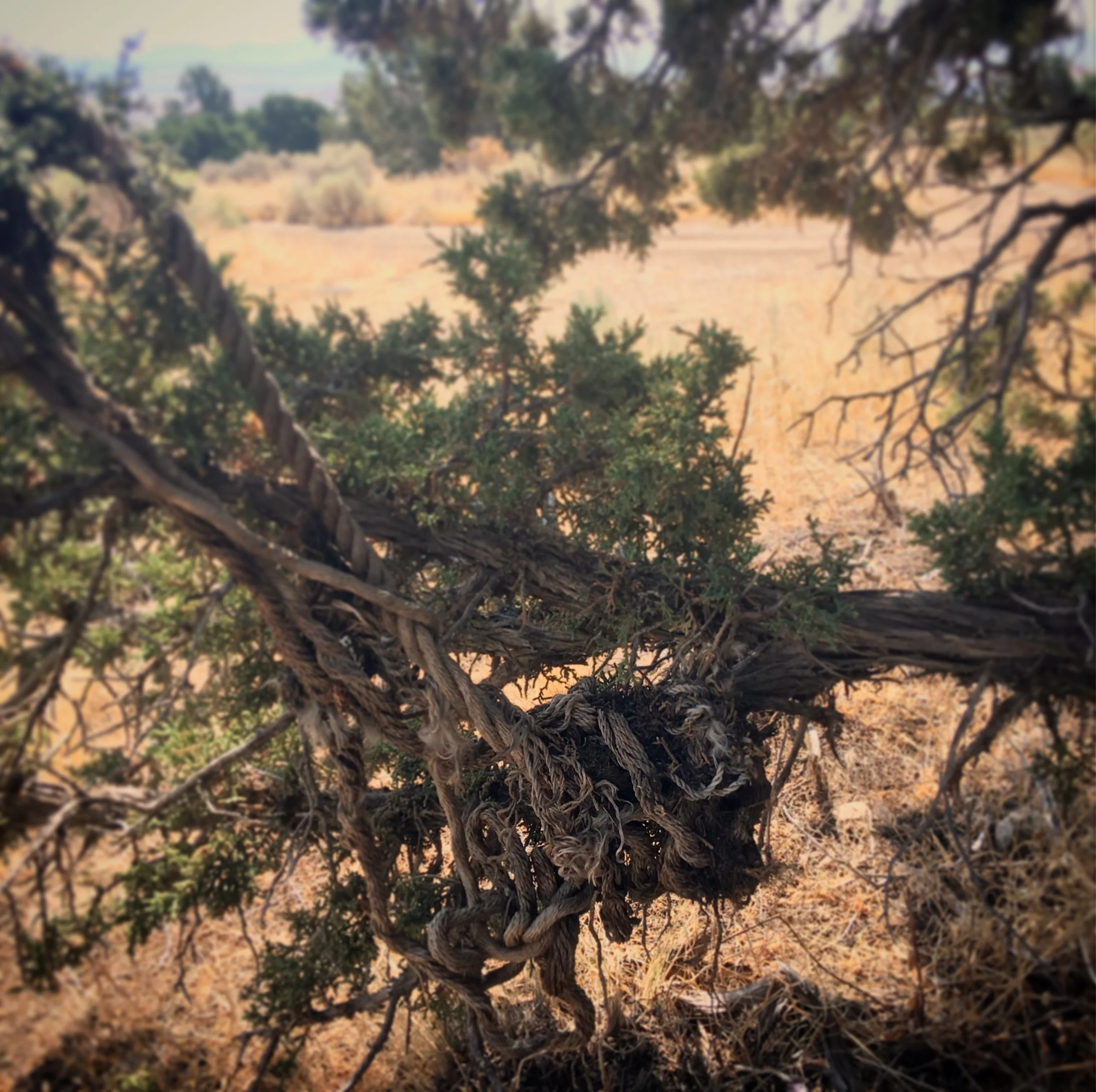juniper-rope.jpg