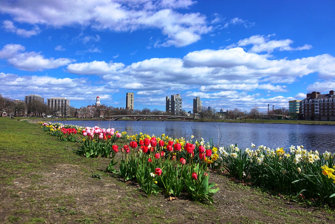 Bought a camera the other day. Took it out for a spin(shoot). #photography 
#sony #rx100v #cambridge #harvard #lunchtime #spring #charlesriver #flowers #bluesky #ilumunnate