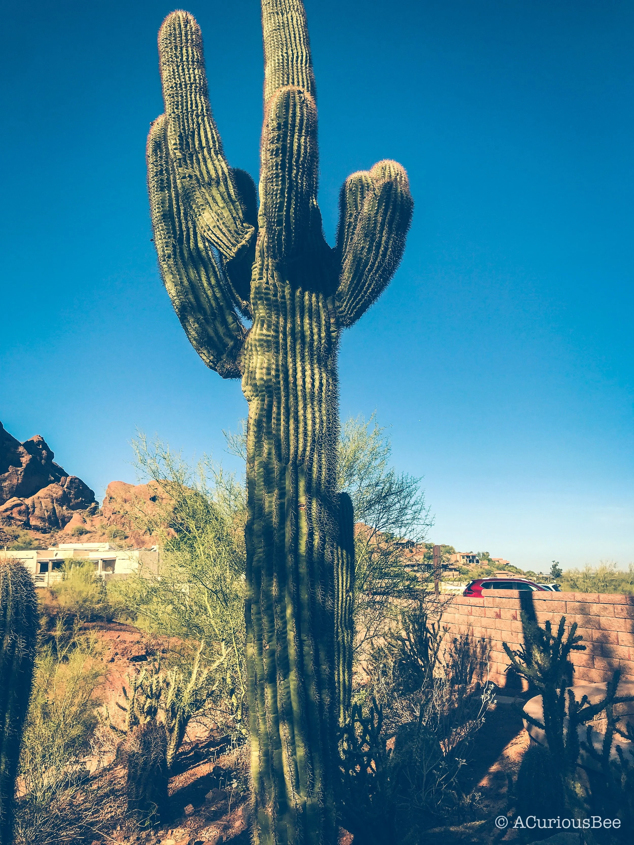 Desert Moons + Wild Ones