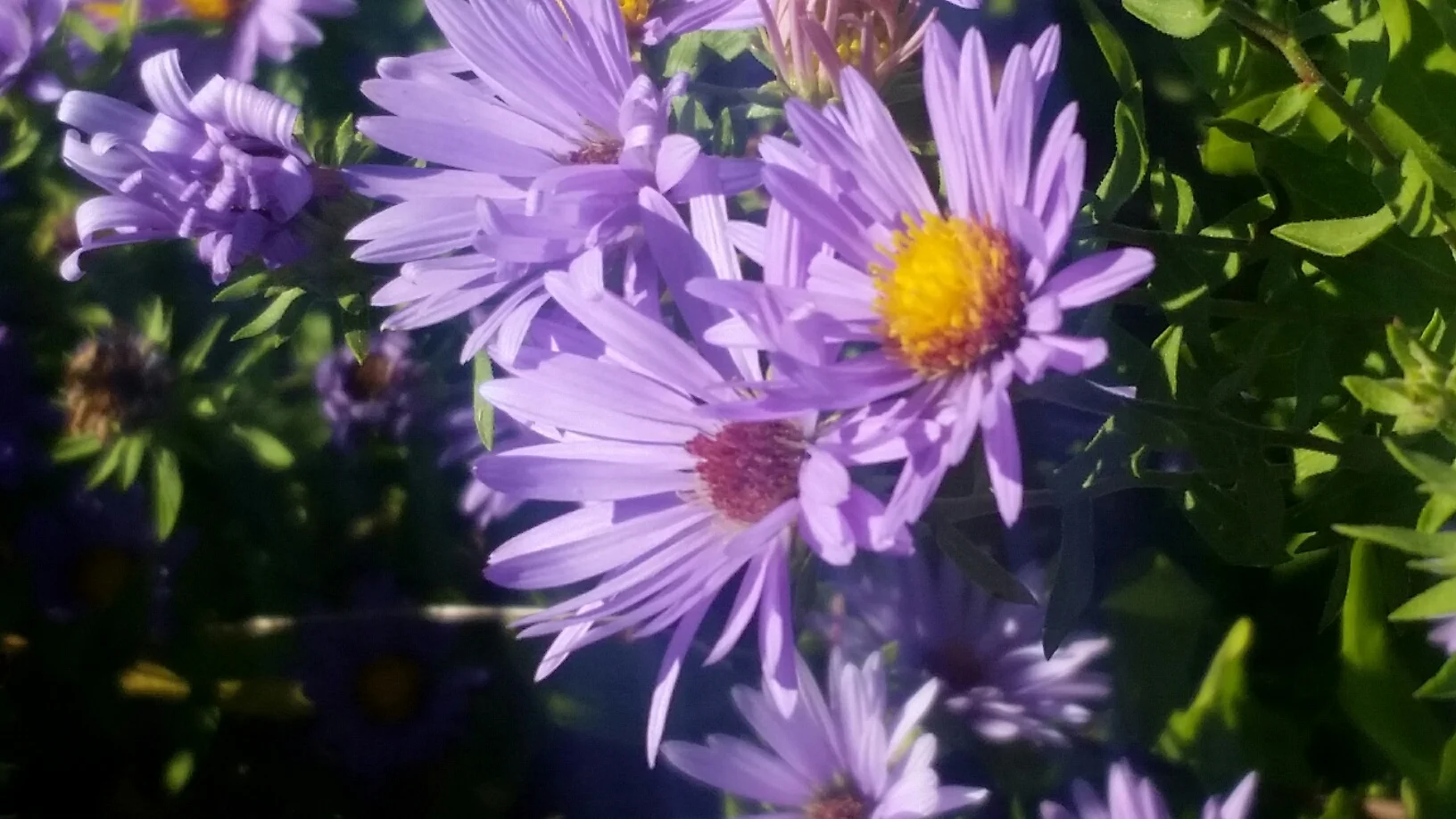 asters.jpg