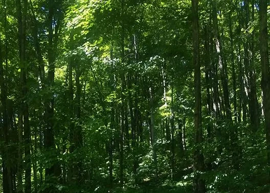 goldenseal forest.jpg