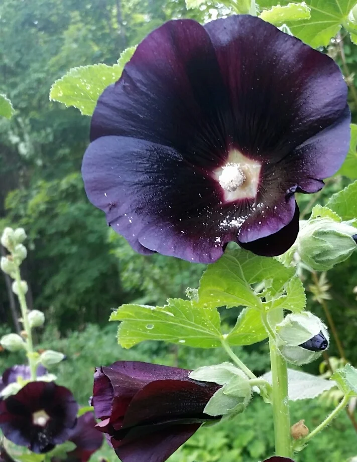 hollyhocks.jpg