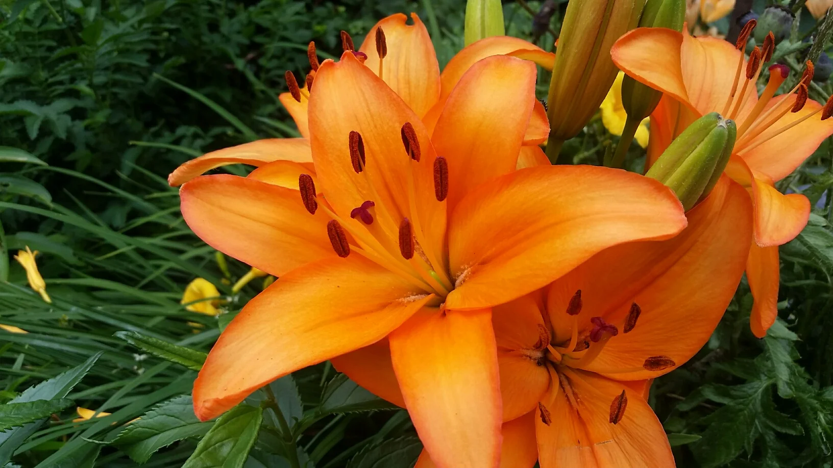 Lily orange.jpg