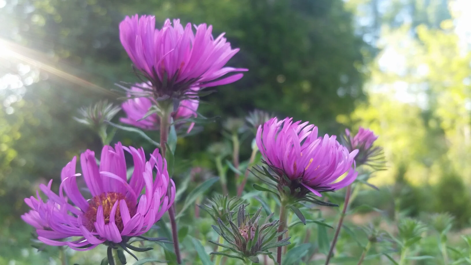 also asters.jpg