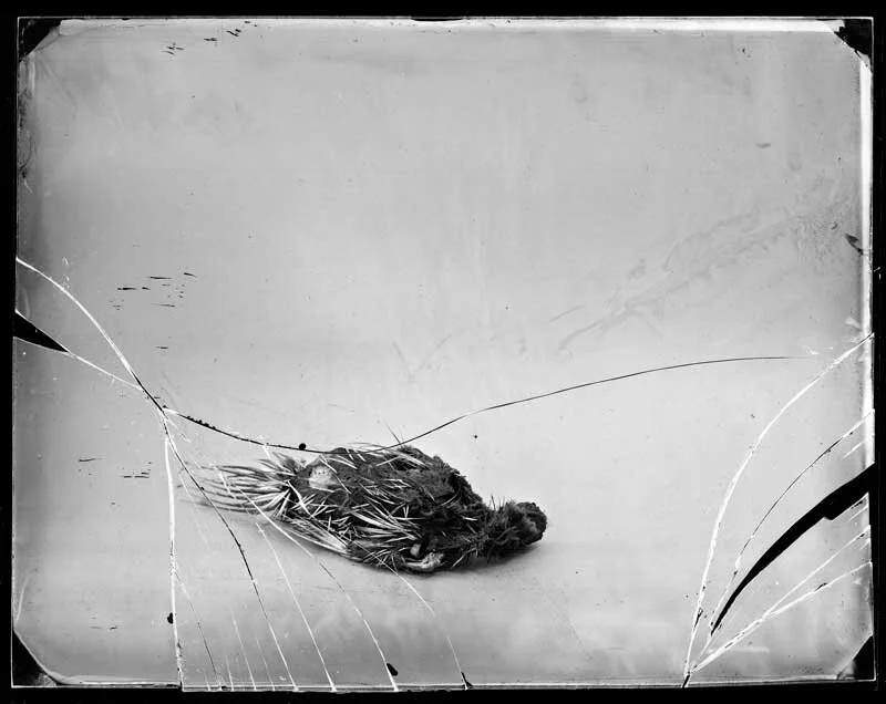 Granary Arts Kari Laine The Rhizome Remains