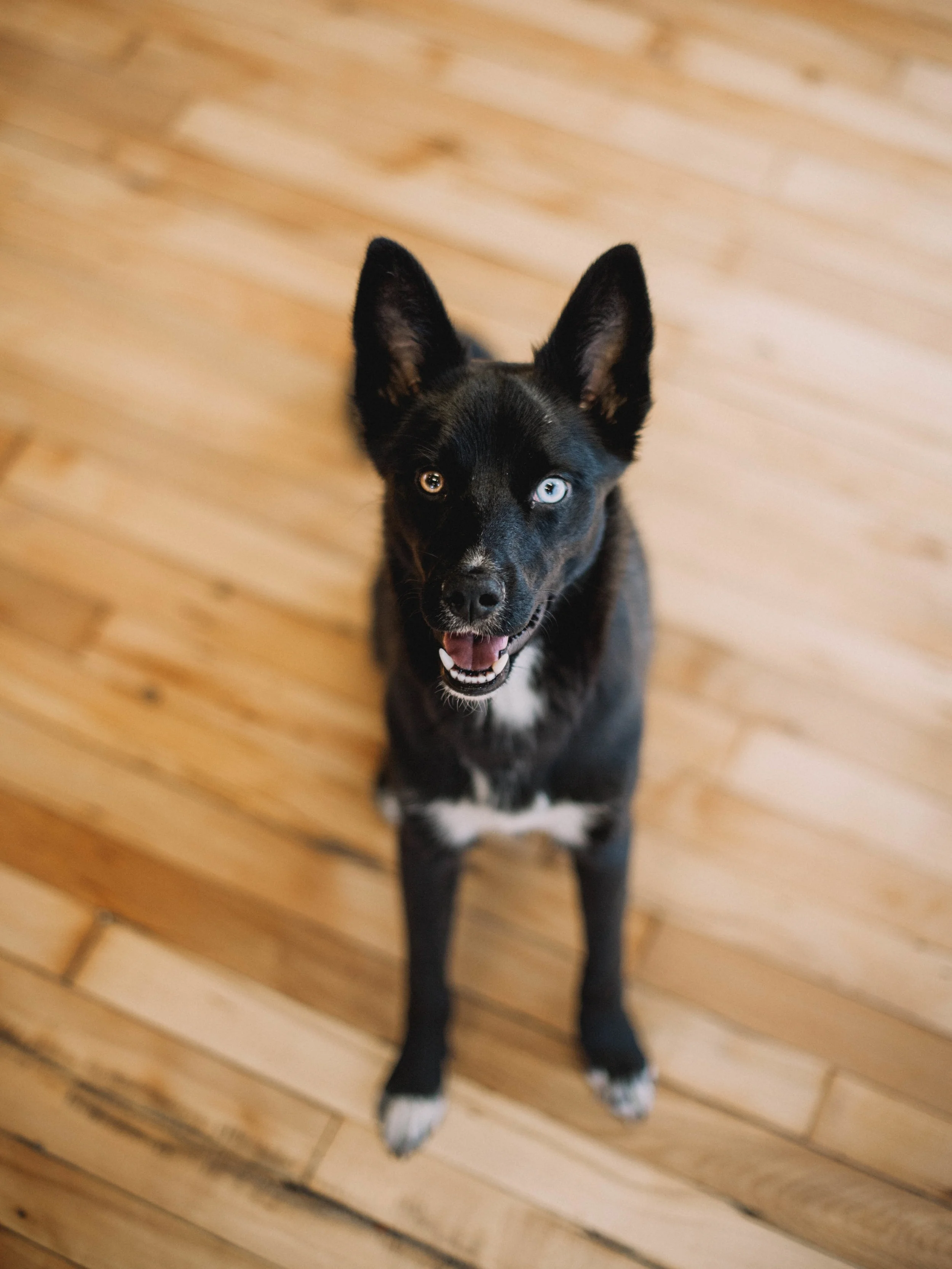 Dessa welcomes pups and dogs in the workspace - meet Lou!