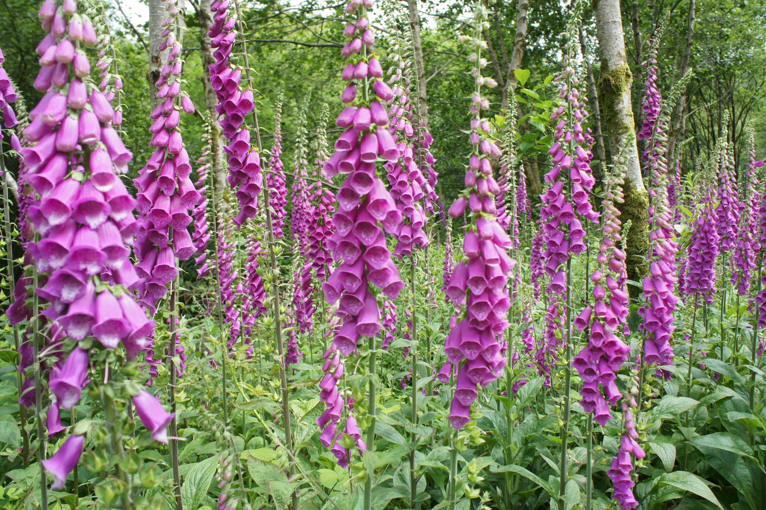 Foxgloves, Glyn Cuch