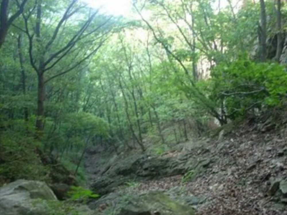 What Happened to the Bears.JPG