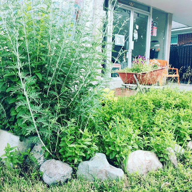 Meet our mystical garden! Filled with herbs 🌿 that not only smell amazing but are filled with magical properties. #botanicasanantonio #magicalherbs #herbs #magicalgardens