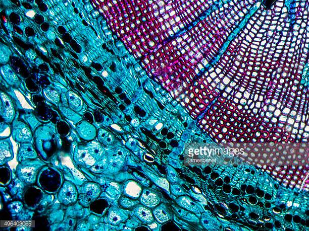 Photo by jamesbenet/iStock / Getty Images