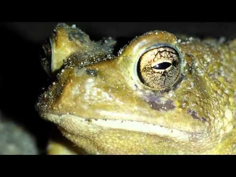 Robert Boyd Wildlife Vlog Episode 3