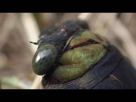 Robert Boyd Wildlife Vlog Episode 8