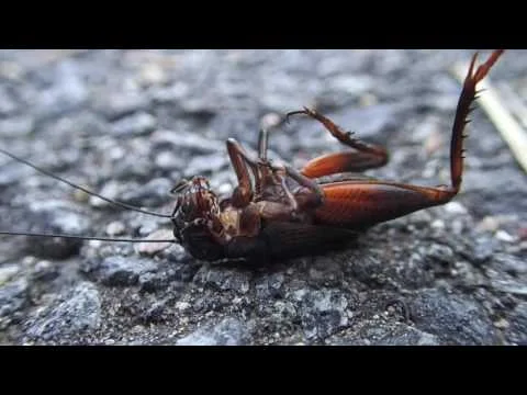 Robert Boyd Wildlife Vlog Episode 9