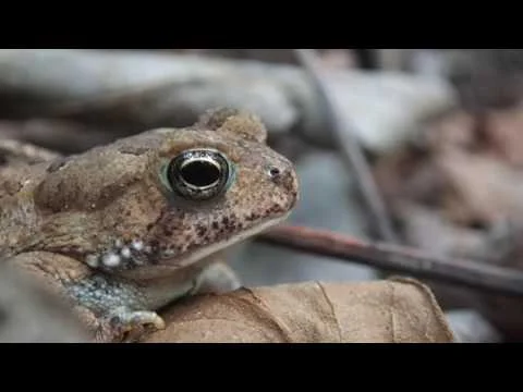 Robert Boyd Wildlife Vlog Episode 10