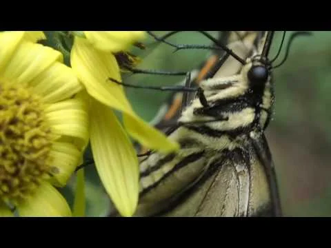 Robert Boyd Wildlife Vlog Episode 11