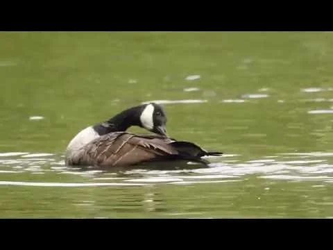 Robert Boyd Wildlife Vlog Episode 12