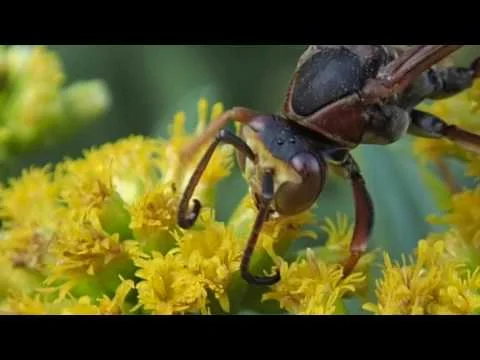 Robert Boyd Wildlife Vlog Episode 13