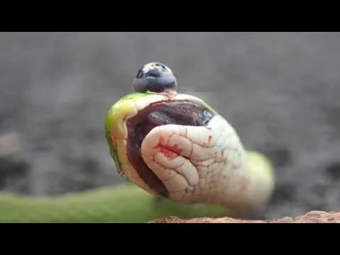 Robert Boyd Wildlife Vlog Episode 14