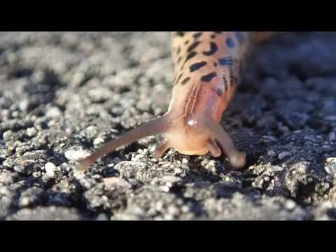 Robert Boyd Wildlife Vlog Episode 15