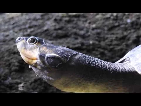 Robert Boyd Wildlife Vlog 16: National Zoo