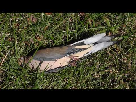 Robert Boyd Wildlife Vlog 17