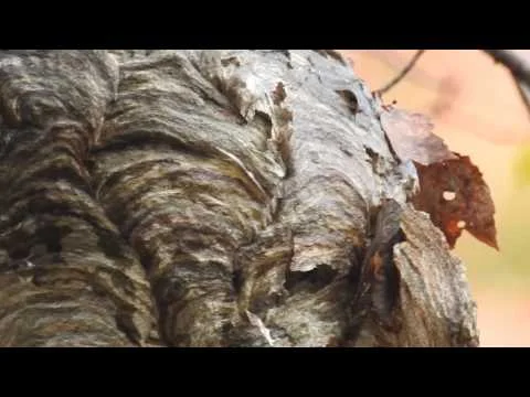 Robert Boyd Wildlife Vlog 18