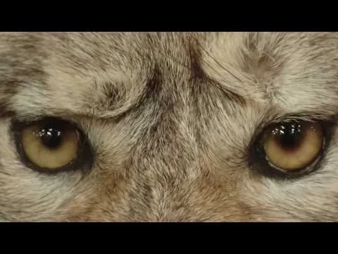 Robert Boyd Wildlife Vlog 19