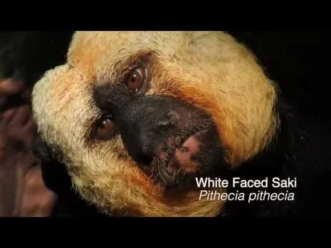 Robert Boyd Wildlife Vlog 21: San Antonio Zoo Tour