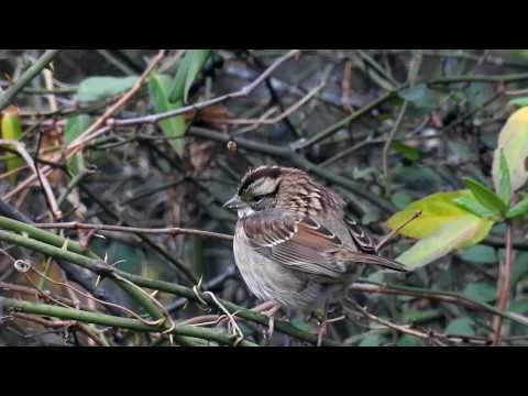 Robert Boyd Wildlife Vlog 22