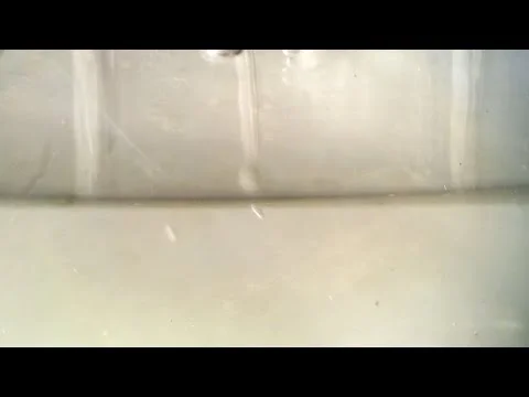 Robert Boyd Wildlife Vlog 23