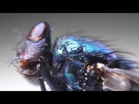 Robert Boyd Wildlife Vlog 24