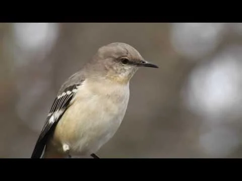 Robert Boyd Wildlife Vlog 25