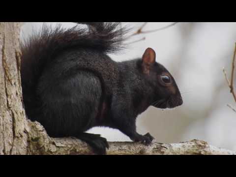 Robert Boyd Wildlife Vlog 26