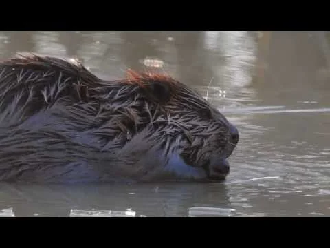 Robert Boyd Wildlife Vlog 27