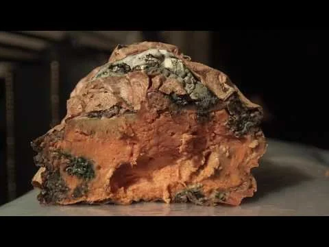 Robert Boyd Wildlife Vlog 28