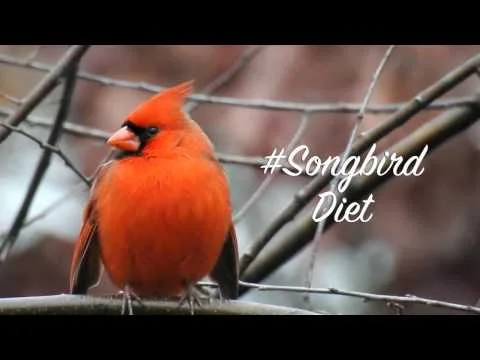 Robert Boyd Wildlife Vlog 29